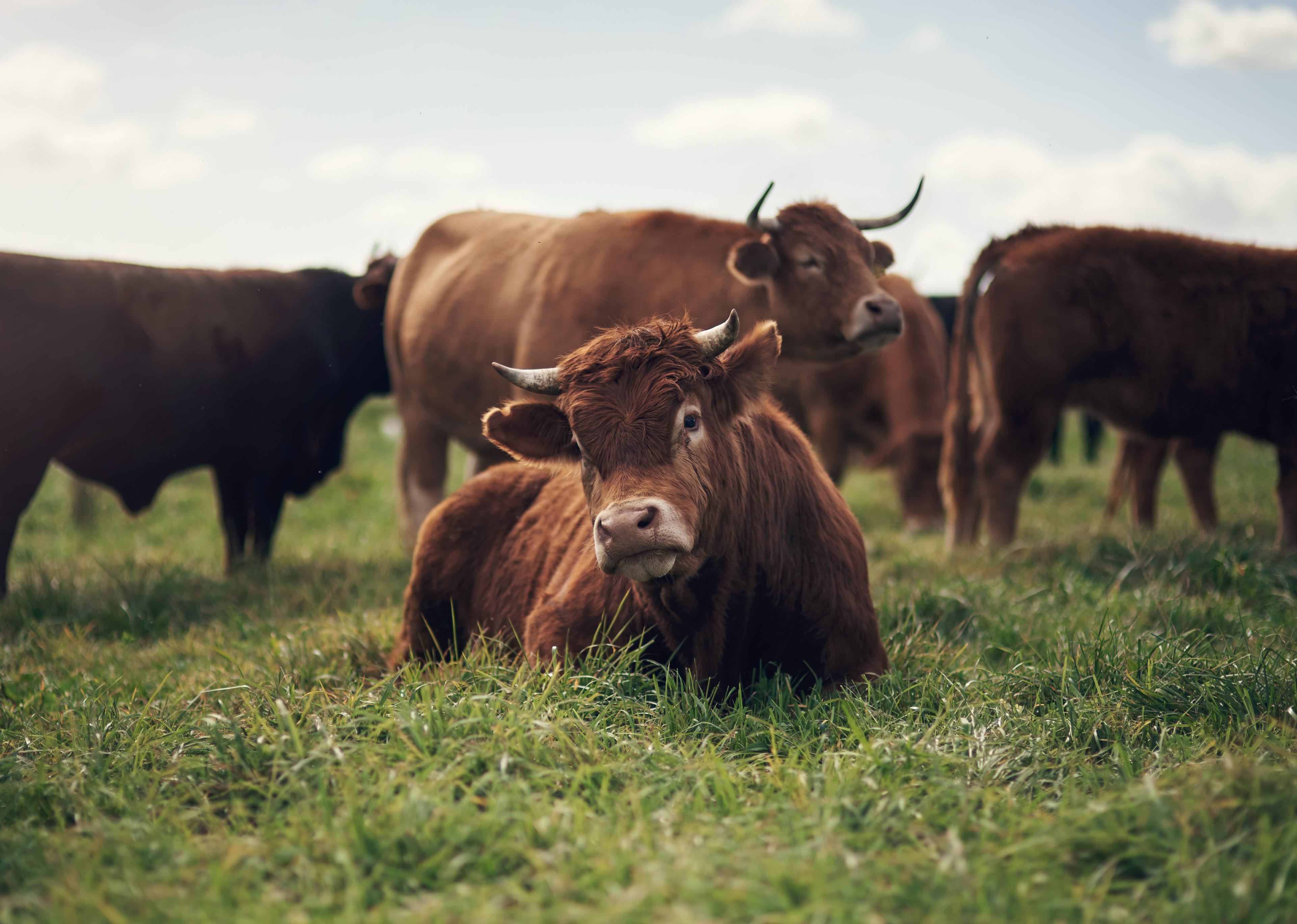 Cattle resting in a lush green pasture.