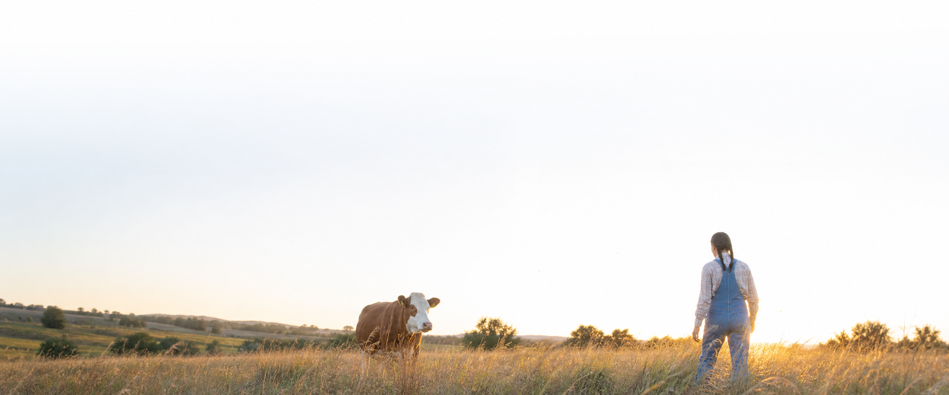 A farmer walking toward a cow in a wide golden pasture.