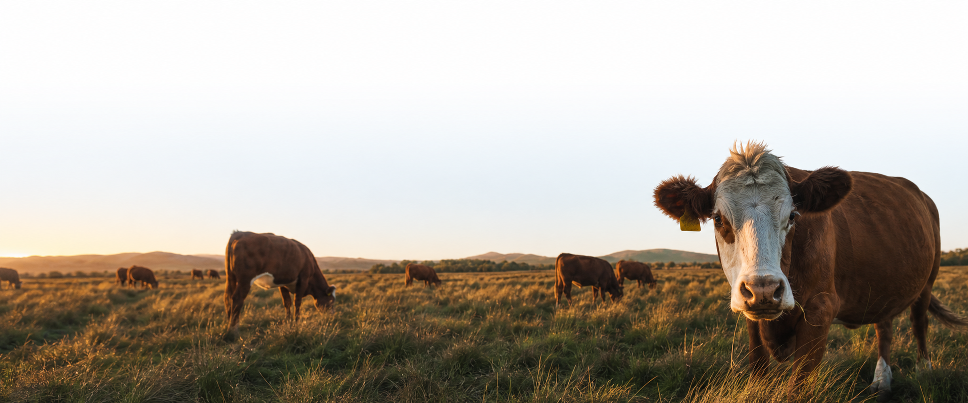 A white-faced cow standing in a wide golden pasture with cattle grazing behind it.